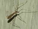 Erioptera dulcis