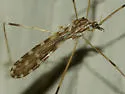 Erioptera dulcis - photo 2