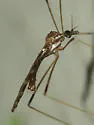 Erioptera dulcis - photo 3