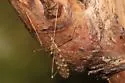 Erioptera dulcis - photo 4