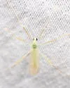 Erioptera furcifer