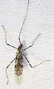 Erioptera graphica
