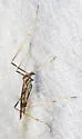 Erioptera graphica - photo 2