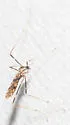 Erioptera graphica - photo 3