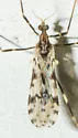 Erioptera graphica - photo 4