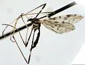 Erioptera graphica - photo 5