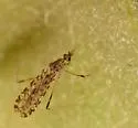 Erioptera knabi