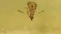 Erioptera knabi - photo 2