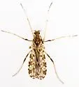 Erioptera knabi - photo 3