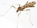 Erioptera knabi - photo 4