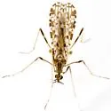 Erioptera knabi - photo 5