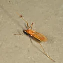 Erioptera megophthalma