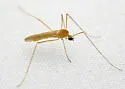 Erioptera megophthalma - photo 2