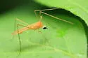 Erioptera megophthalma - photo 3