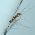 Erioptera needhami - photo 2