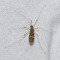 Erioptera needhami - photo 3