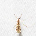 Erioptera needhami - photo 4