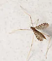 Erioptera needhami - photo 5
