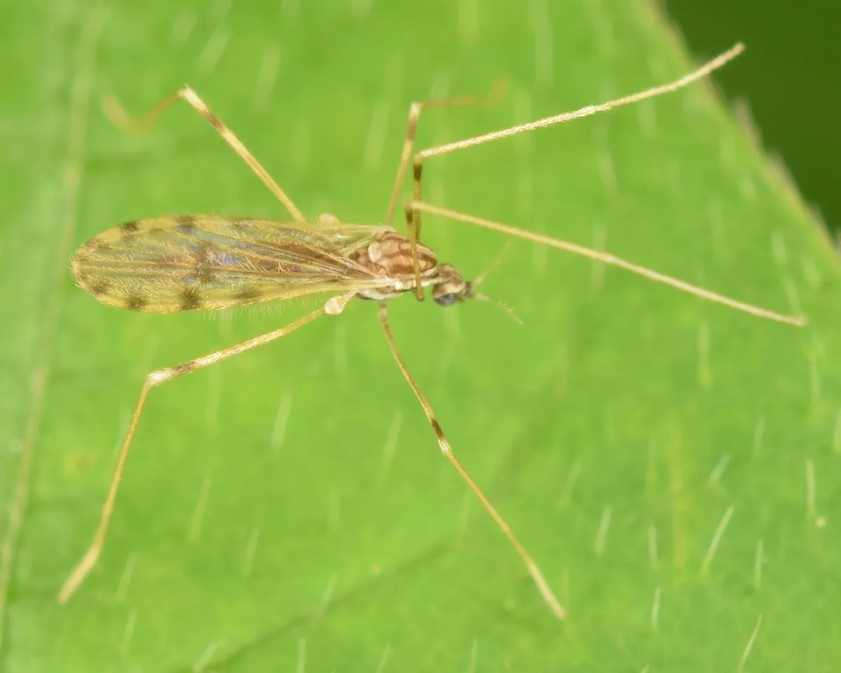 Erioptera parva - photo 2