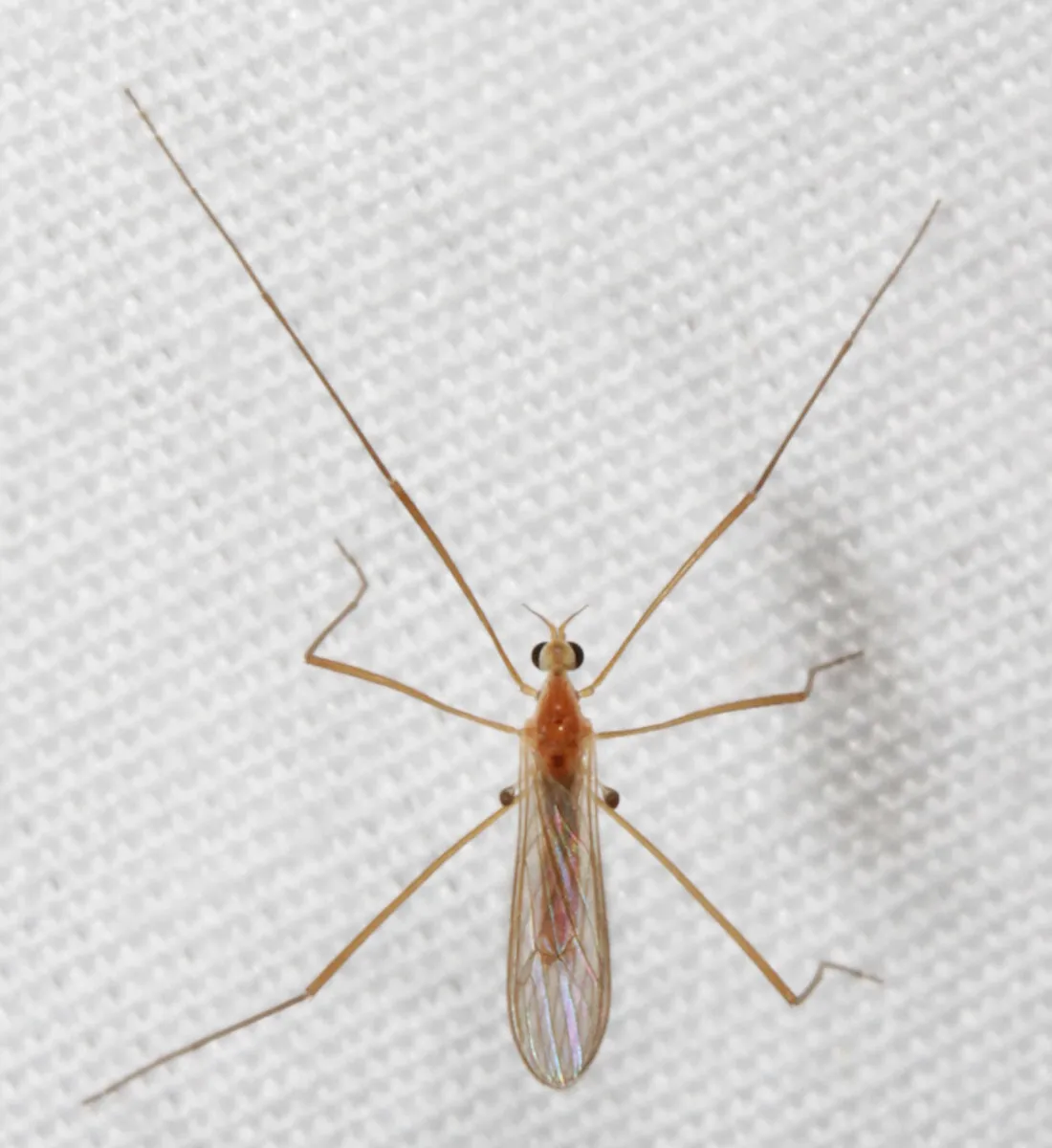 Erioptera septemtrionis - photo 3