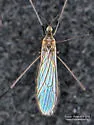 Erioptera uliginosa