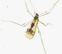 Erioptera venusta