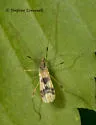 Erioptera venusta - photo 2
