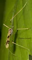 Erioptera venusta - photo 3