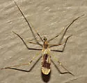 Erioptera venusta - photo 4