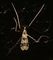 Erioptera venusta - photo 5