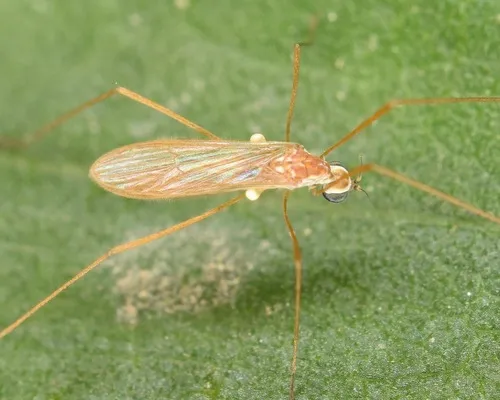 Erioptera vespertina
