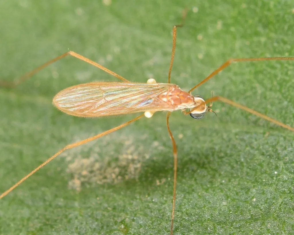 Erioptera vespertina - photo 2