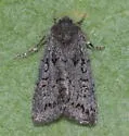 Eriopyga (prov. plcmt.) crista of authors - Hodges#10605 - Eriopyga crista