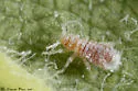 Woolly Elm Aphid