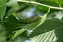 Woolly Elm Aphid - photo 2