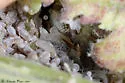 Woolly Elm Aphid - photo 3