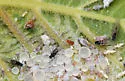 Woolly Elm Aphid - photo 4