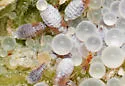 Woolly Elm Aphid - photo 5