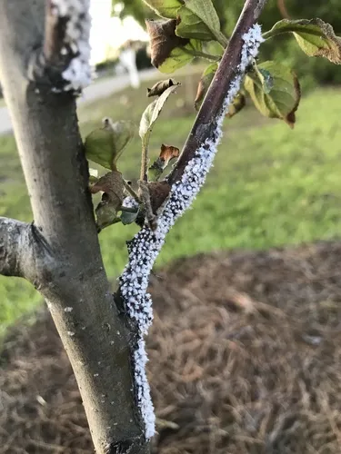Woolly Apple Aphid