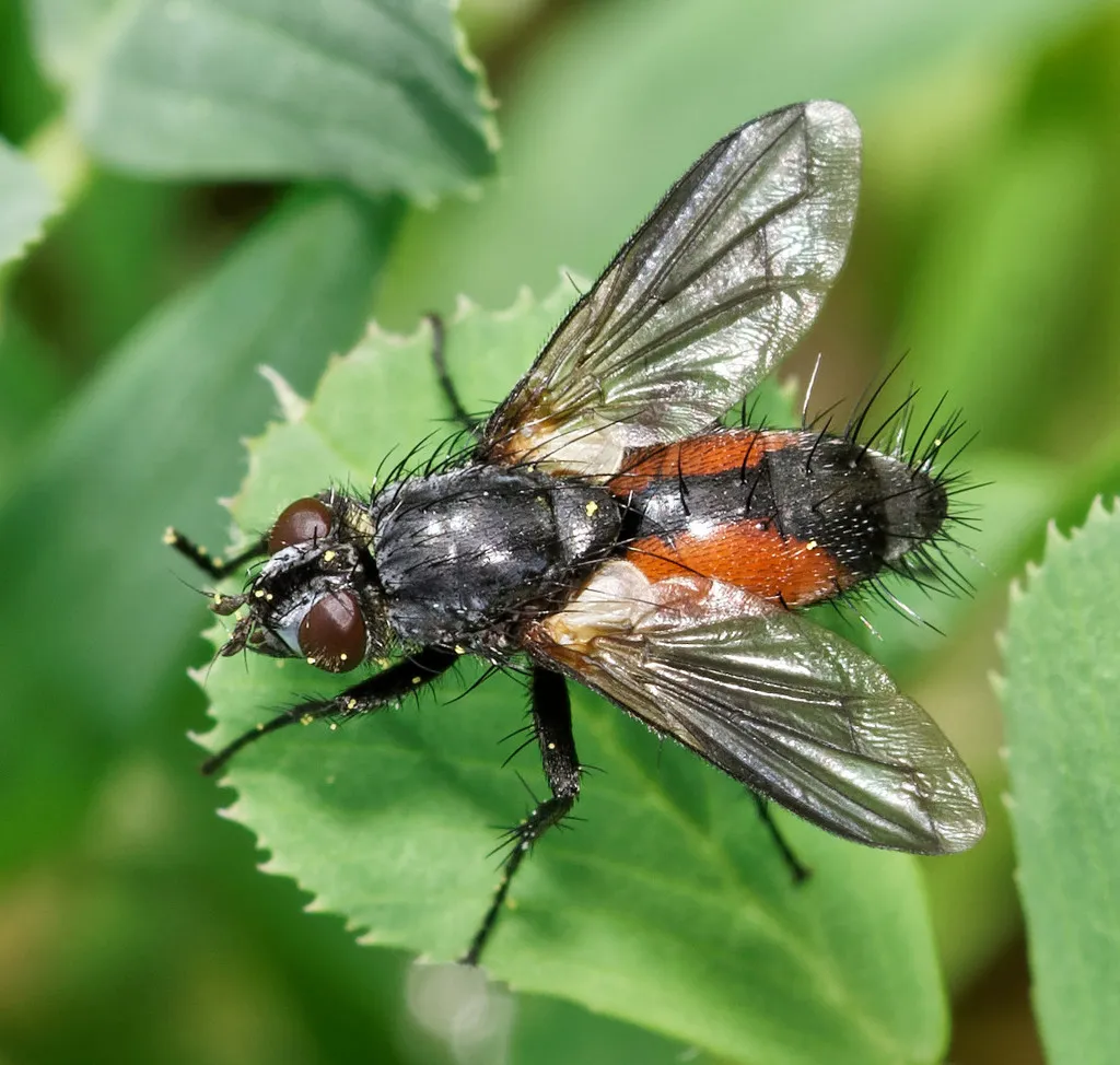 Eriothrix rufomaculata - photo 2