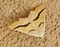 Eriplatymetra coloradaria - Hodges#6852 - photo 2