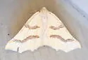 Eriplatymetra coloradaria - Hodges#6852 - photo 3