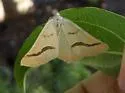 Eriplatymetra coloradaria - Hodges#6852 - photo 4