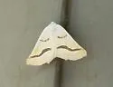 Eriplatymetra coloradaria - Hodges#6852 - photo 5