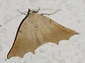 Eriplatymetra grotearia - Hodges#6854