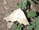 Eriplatymetra grotearia - Hodges#6854 - photo 2
