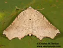 Eriplatymetra grotearia - Hodges#6854 - photo 3