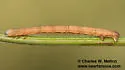 Eriplatymetra grotearia - Hodges#6854 - photo 4