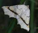 Eriplatymetra grotearia - Hodges#6854 - photo 5