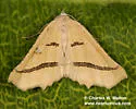 Eriplatymetra lentifluata - Hodges#6853